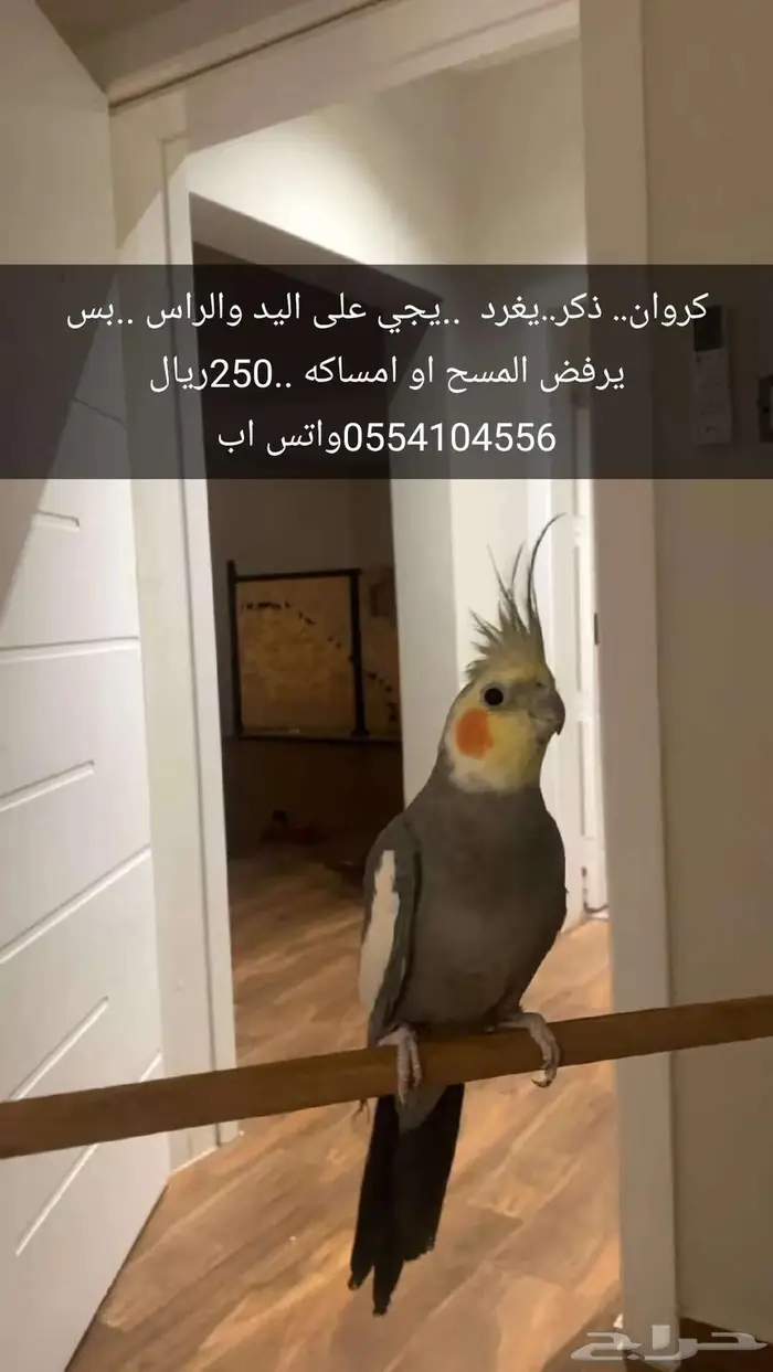 كروان ذكر للبيع 0