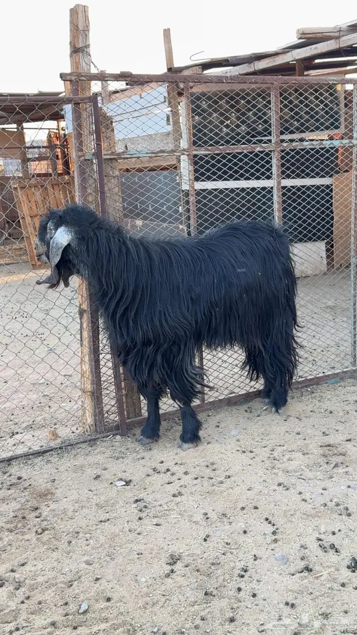 تيس فحل عارضي 0