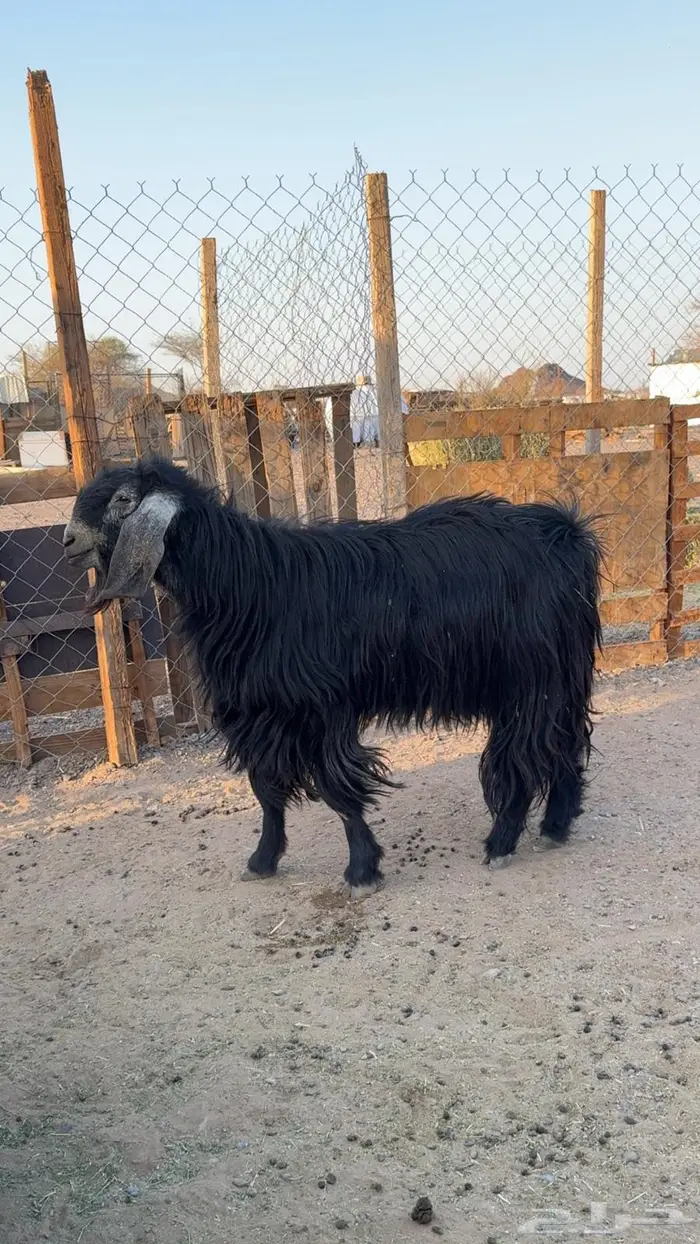 تيس فحل عارضي 1