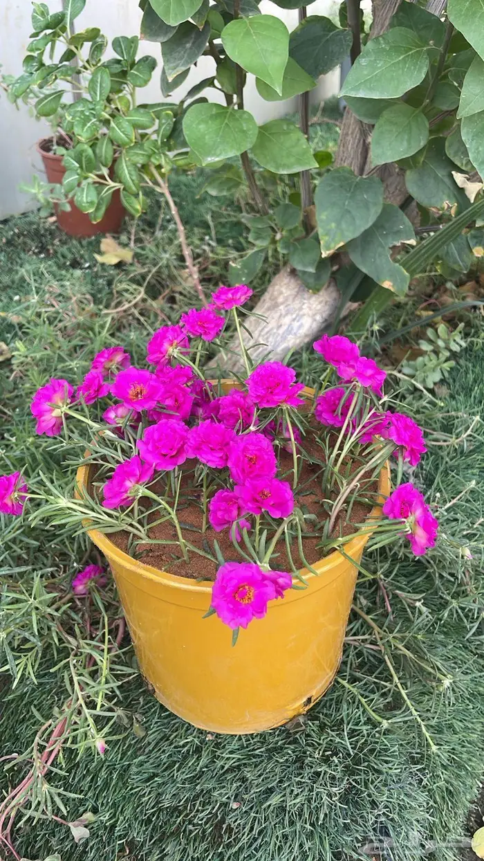ورد صباح الخير 0