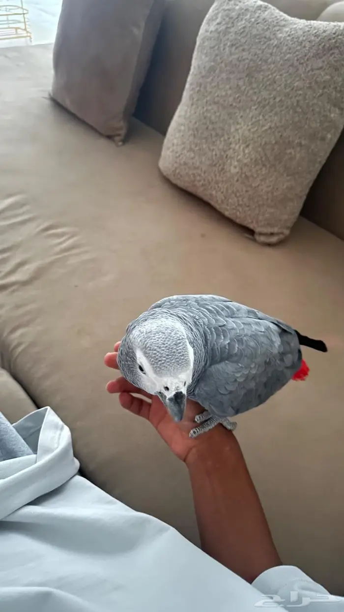 كاسكو عمر 3سنوات ونص 1