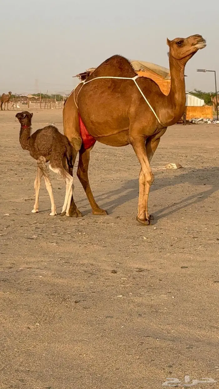 خلفه مصغر حمرا دم 14