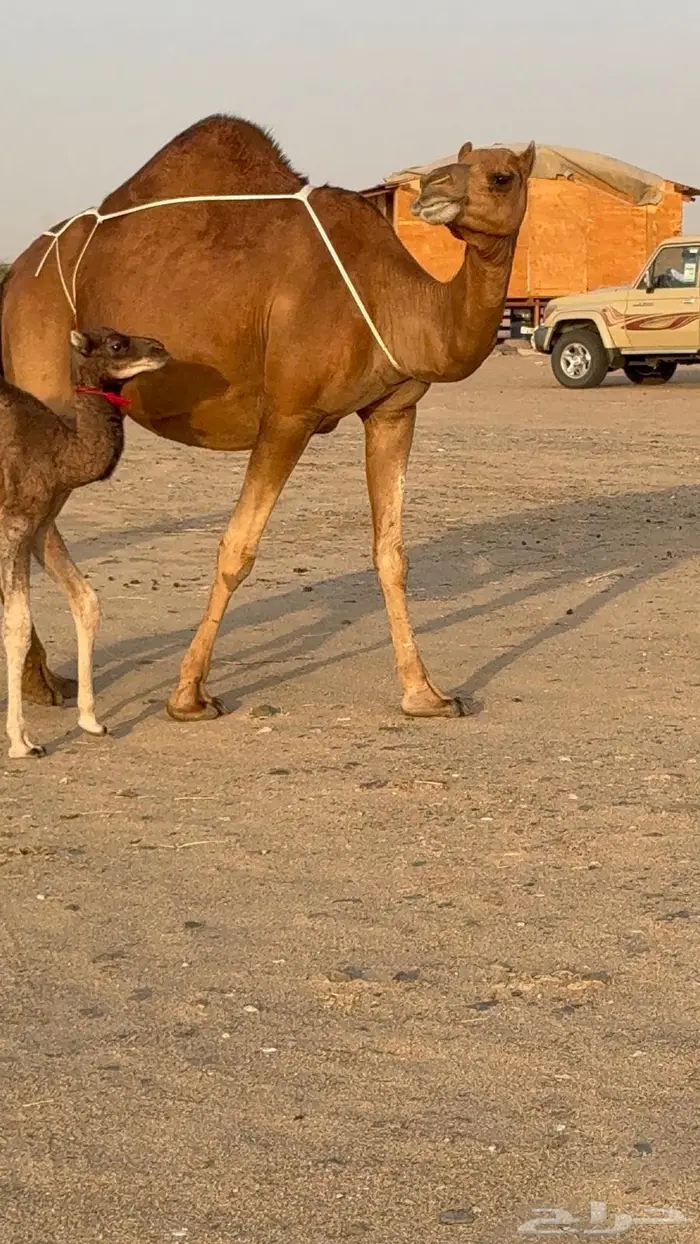 خلفه مصغر حمرا دم 11