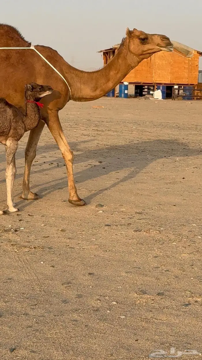 خلفه مصغر حمرا دم 12