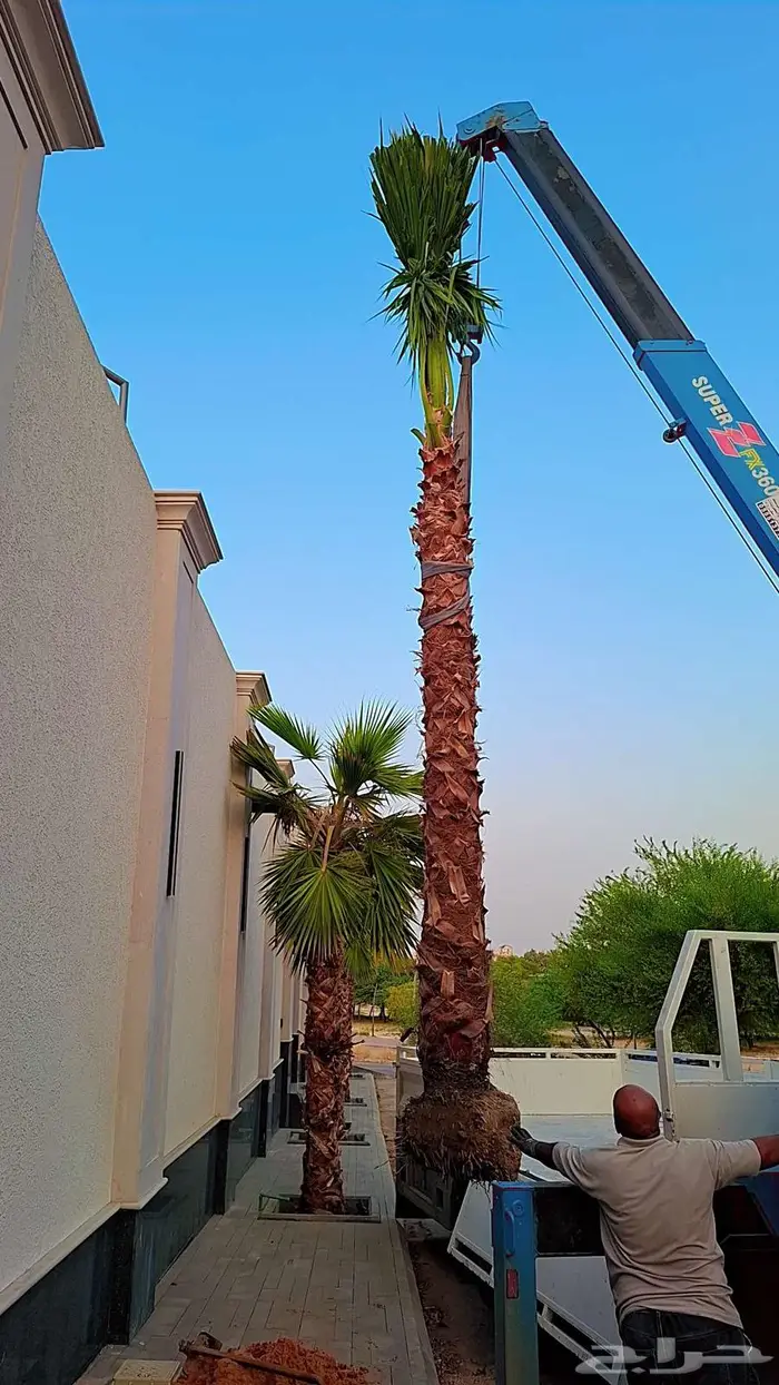 واشنطني زينه من المزرعه مباشرة 2