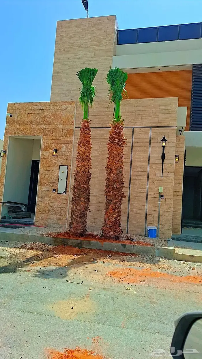واشنطني زينه من المزرعه مباشرة 3