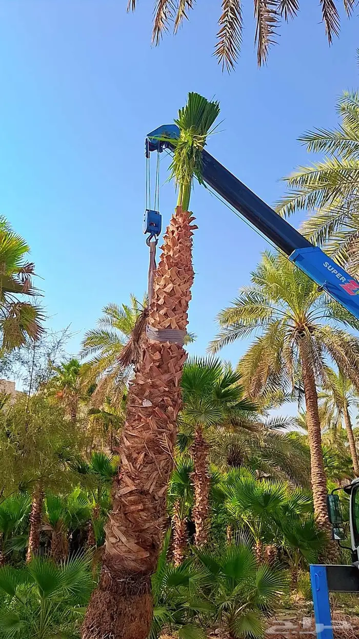 واشنطني زينه من المزرعه مباشرة 10