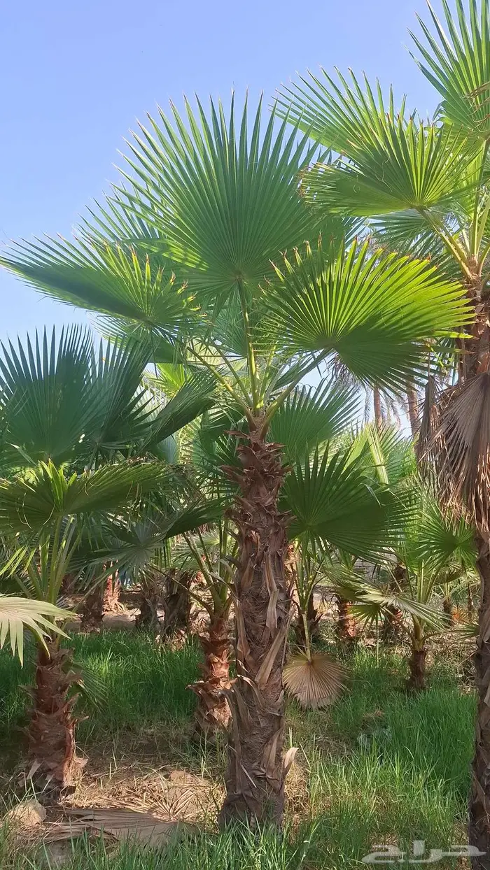 واشنطني زينه من المزرعه مباشرة 14