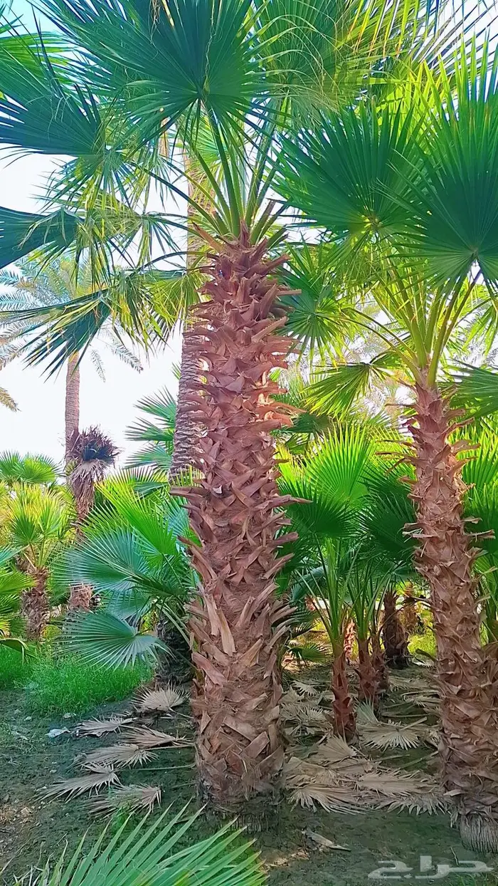 واشنطني زينه من المزرعه مباشرة 12