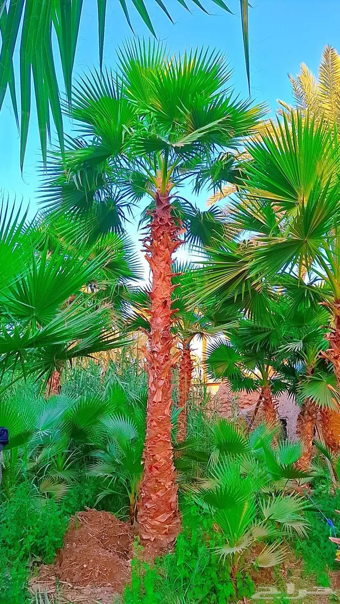 واشنطني زينه من المزرعه مباشرة 13