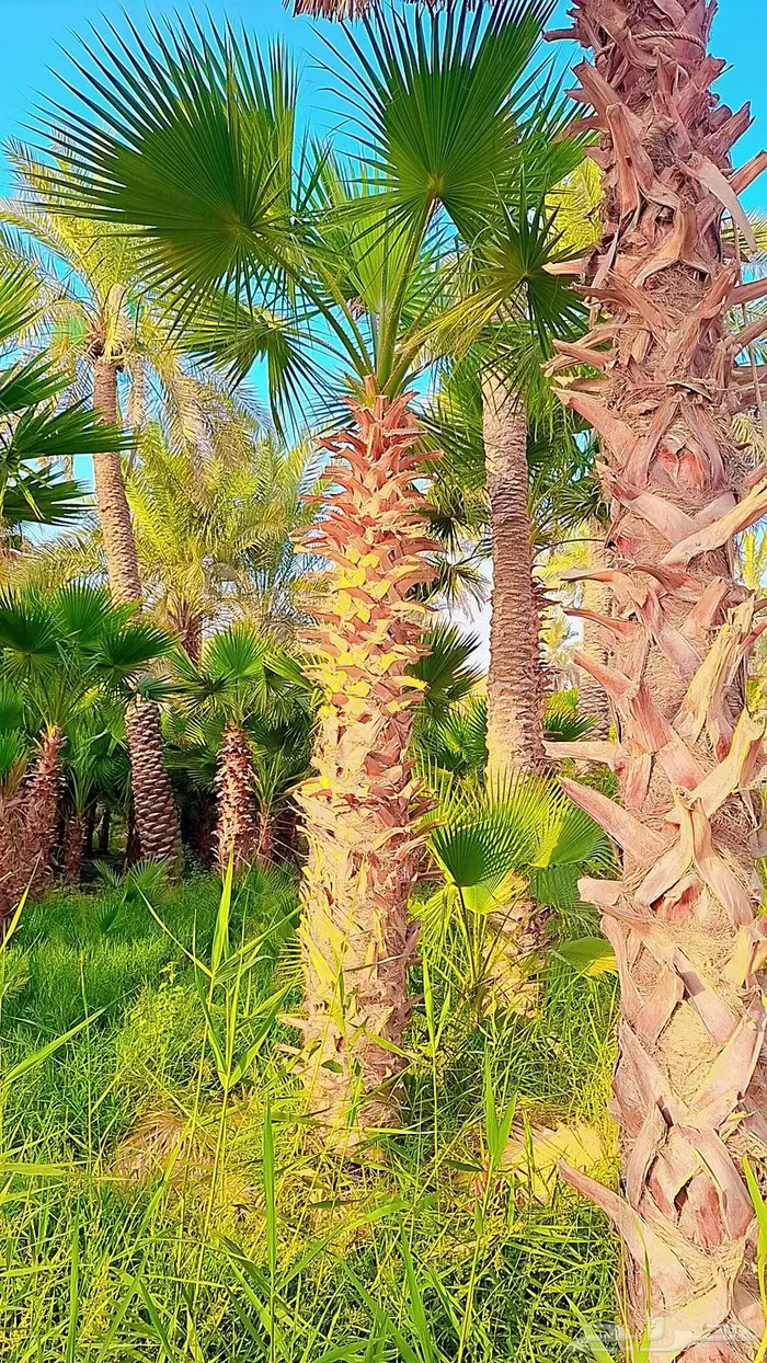 واشنطني زينه من المزرعه مباشرة 11