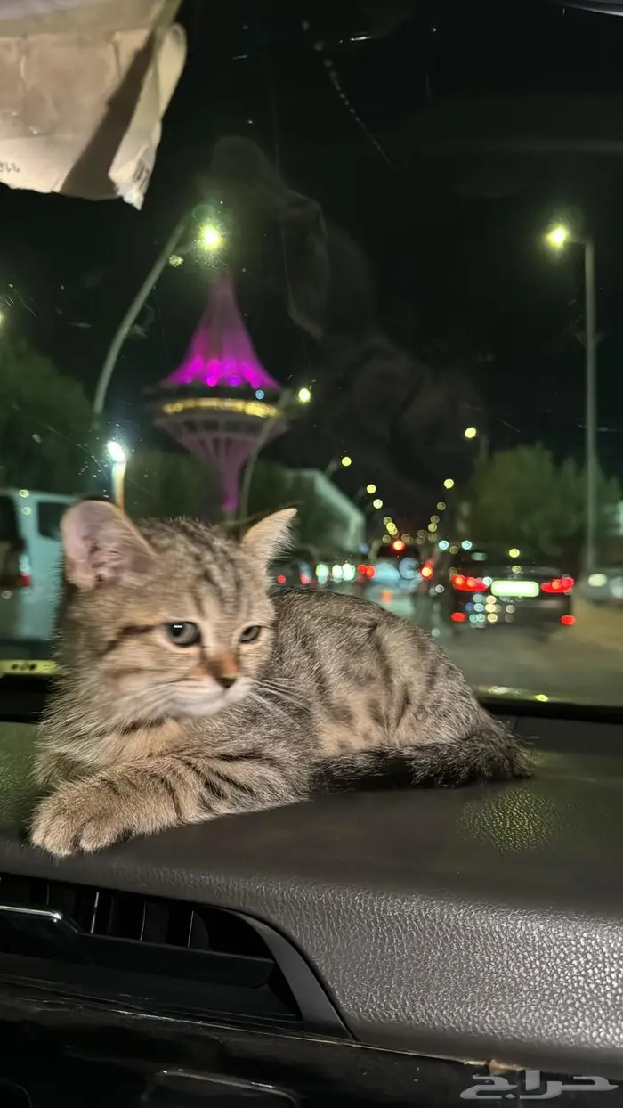 قطوه شرازي عمره شهرين ونص 0