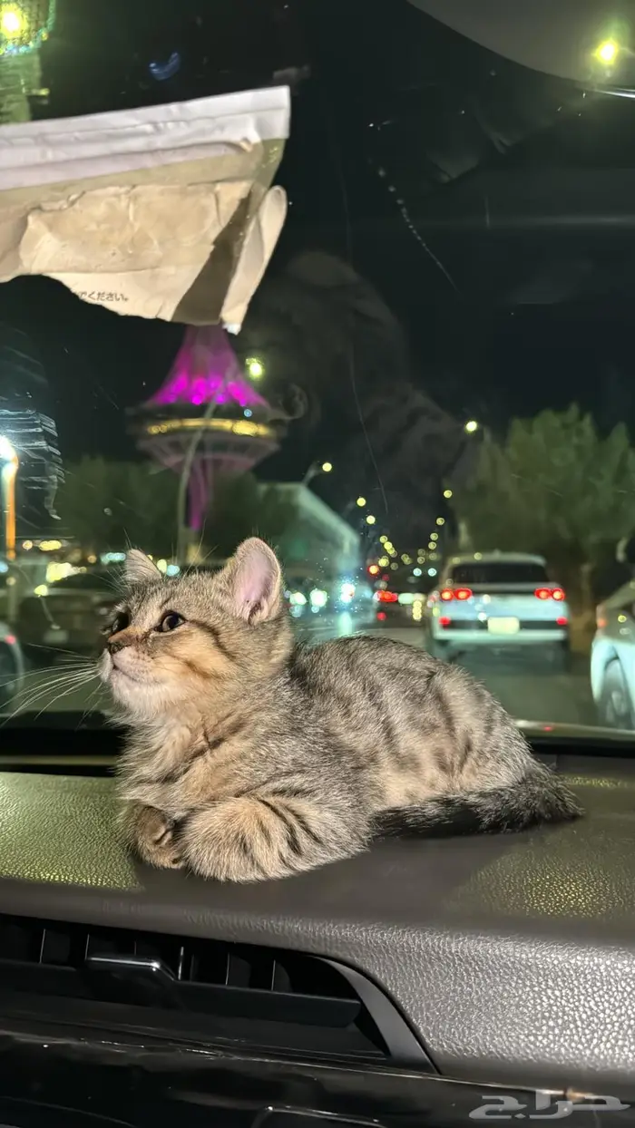 قطوه شرازي عمره شهرين ونص 1