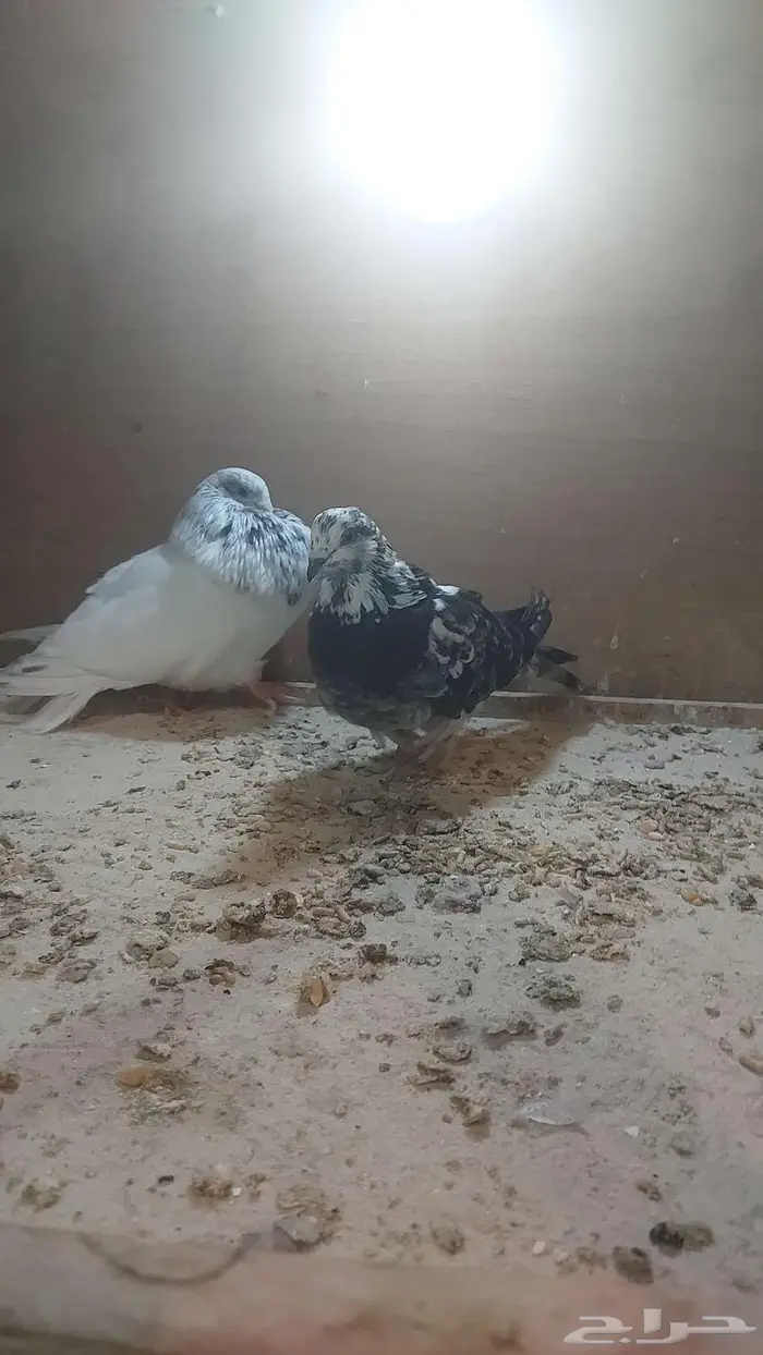 للبيع زوج نفاخ اسباني الحد تم البيييع 1