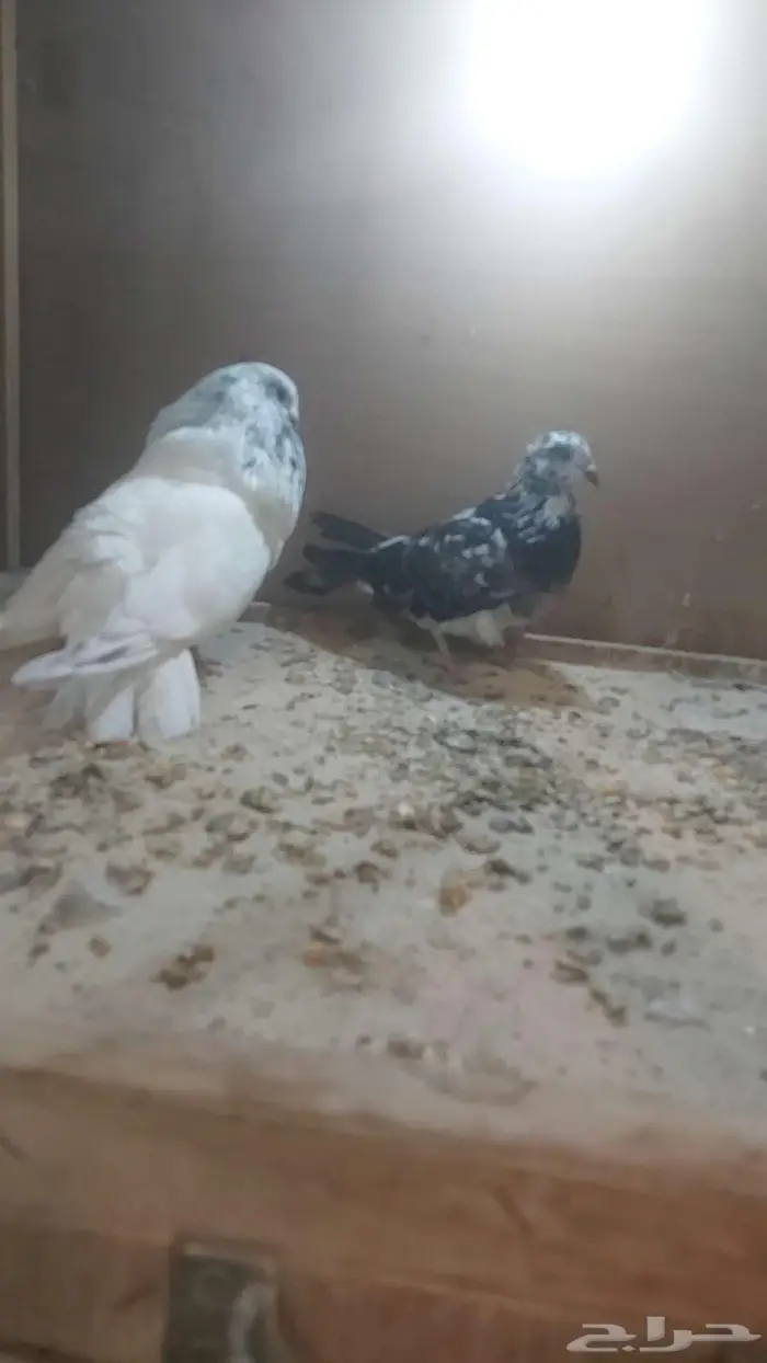 للبيع زوج نفاخ اسباني الحد تم البيييع 2