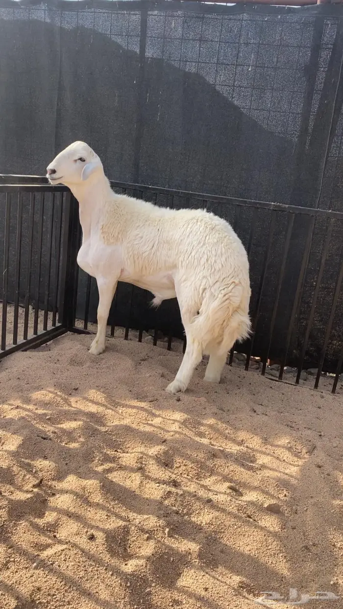 بيع مشروع فحل 2