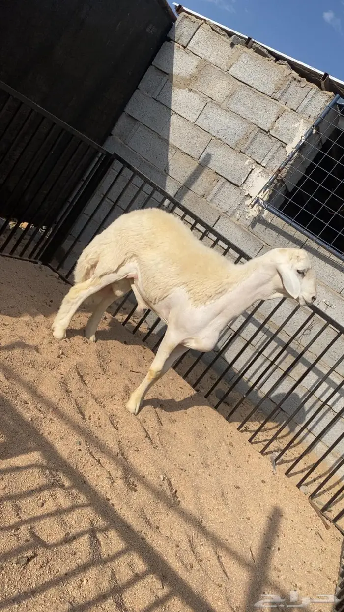 بيع مشروع فحل 1