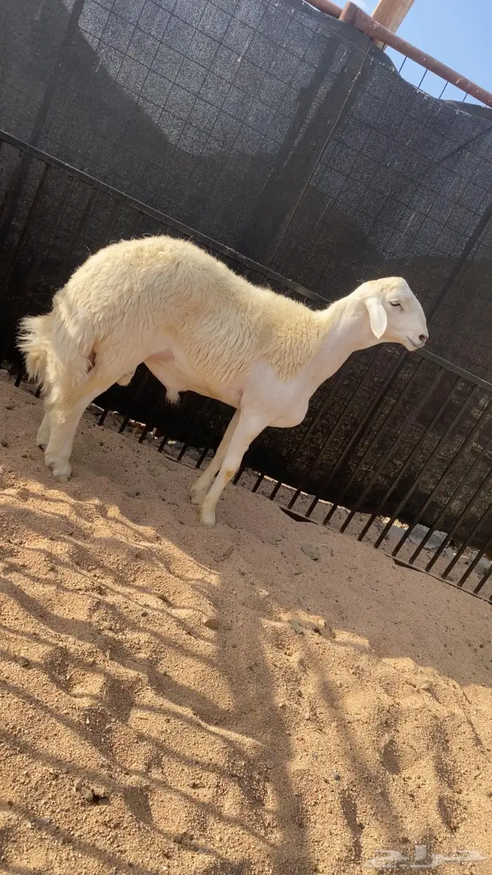 بيع مشروع فحل 3