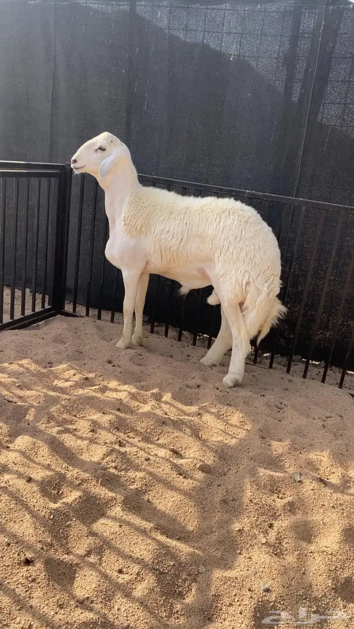 بيع مشروع فحل 0