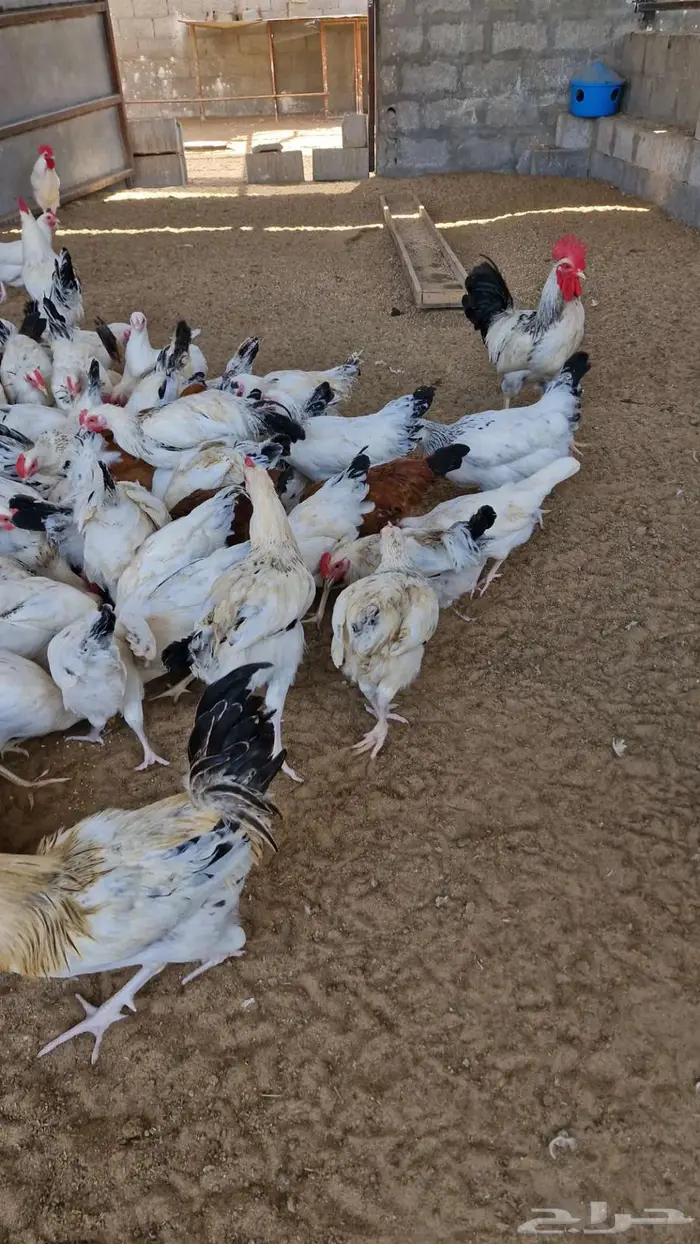 دجاج بلدي سوق الغنم بالدمام 3
