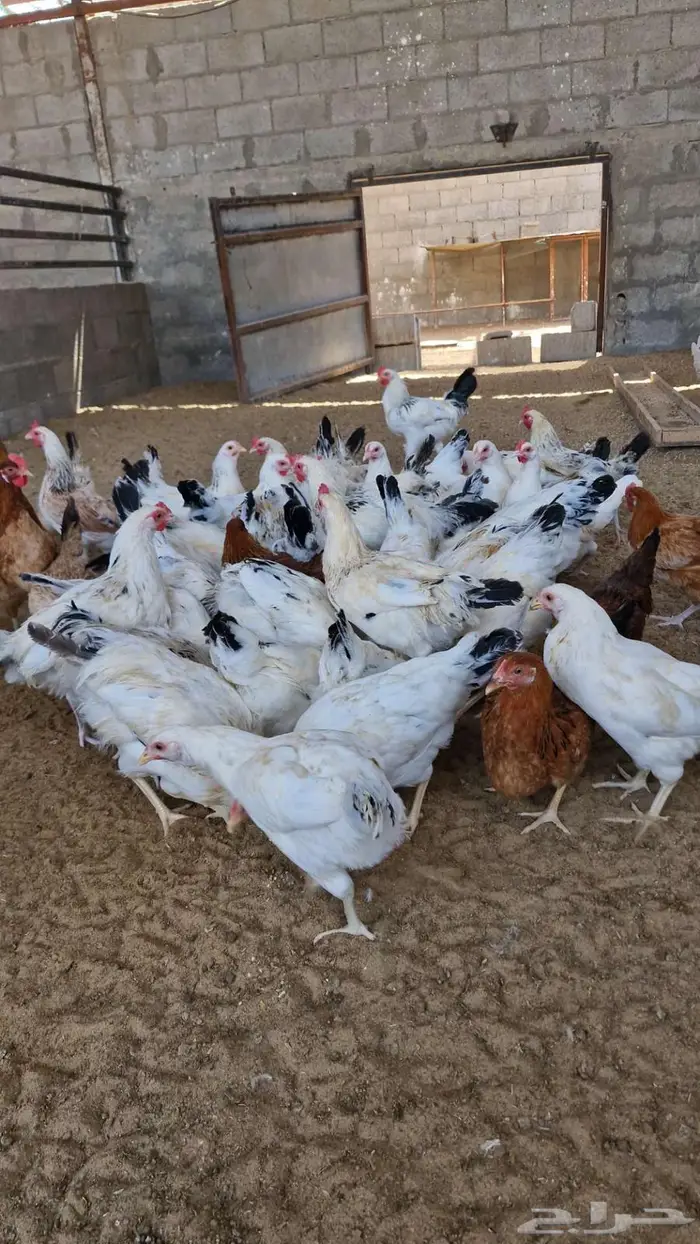 دجاج بلدي سوق الغنم بالدمام 4