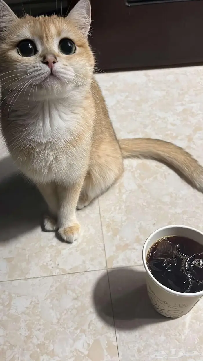 قطه سكوتش للتبني 1