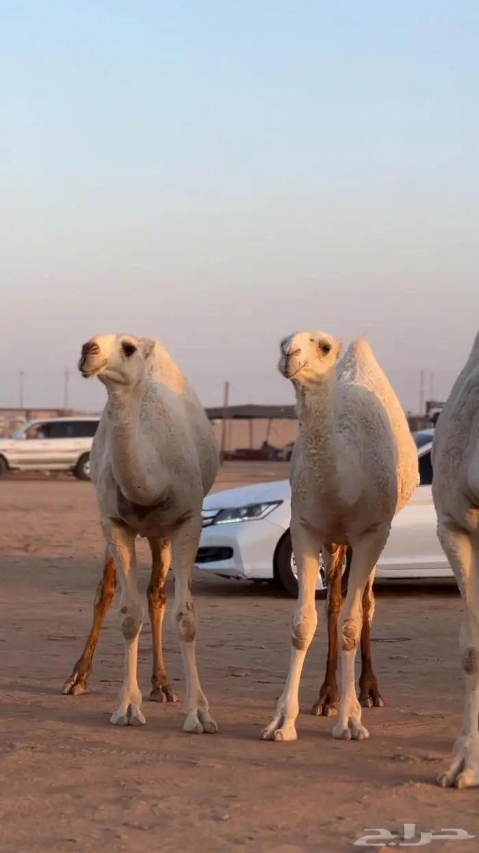 بكار للبيع 0