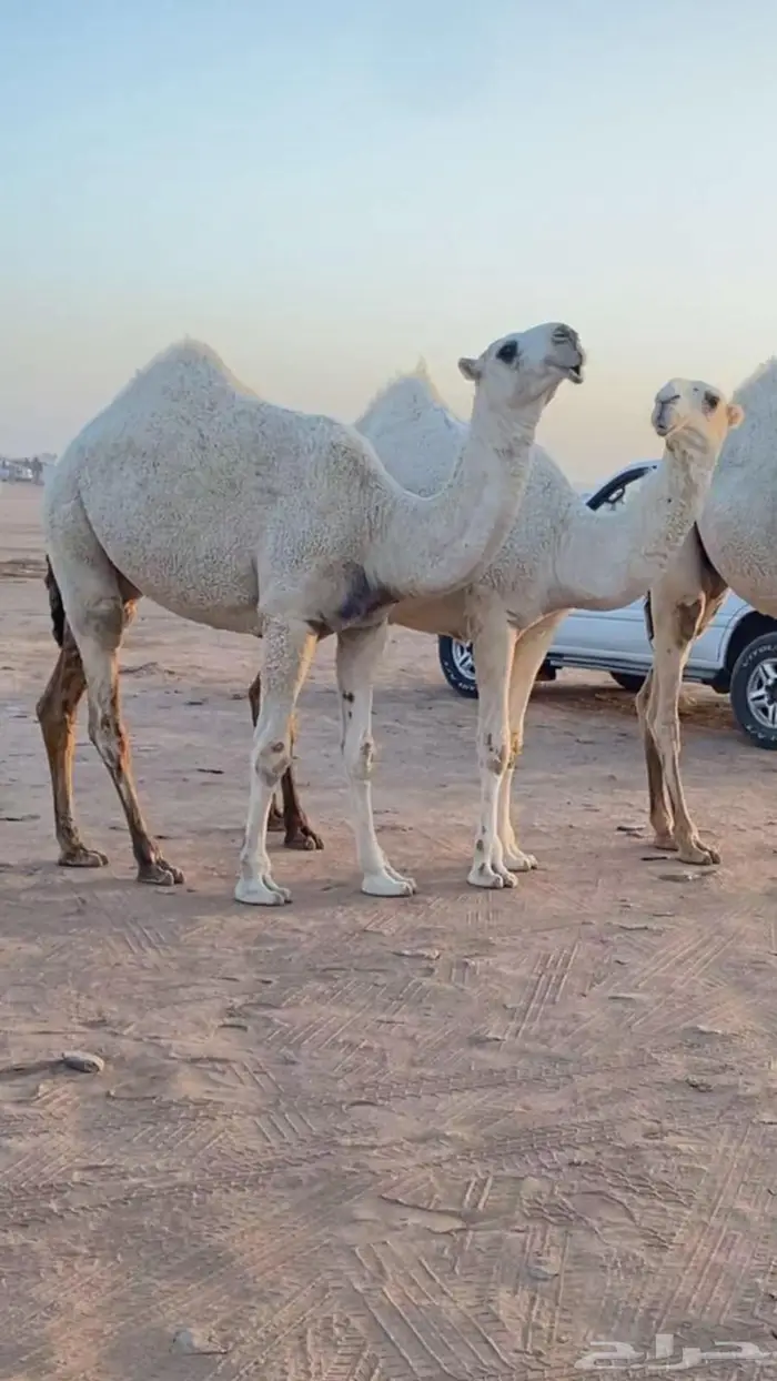 بكار للبيع 2
