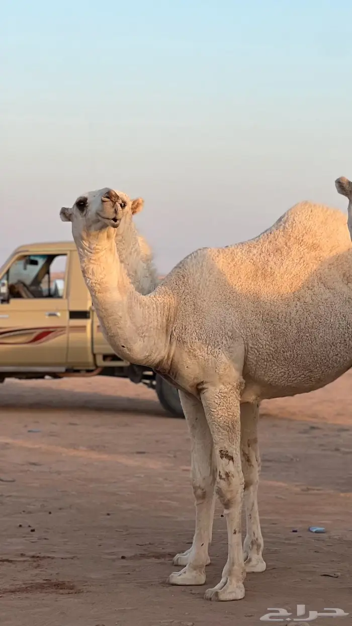 بكار للبيع 1