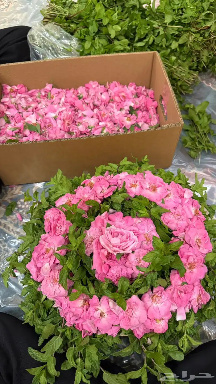 باقة ورد مديني و سلة ورد مديني و نعناع 0