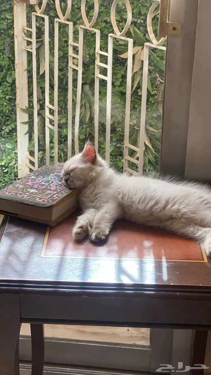 قطط هملايا 6