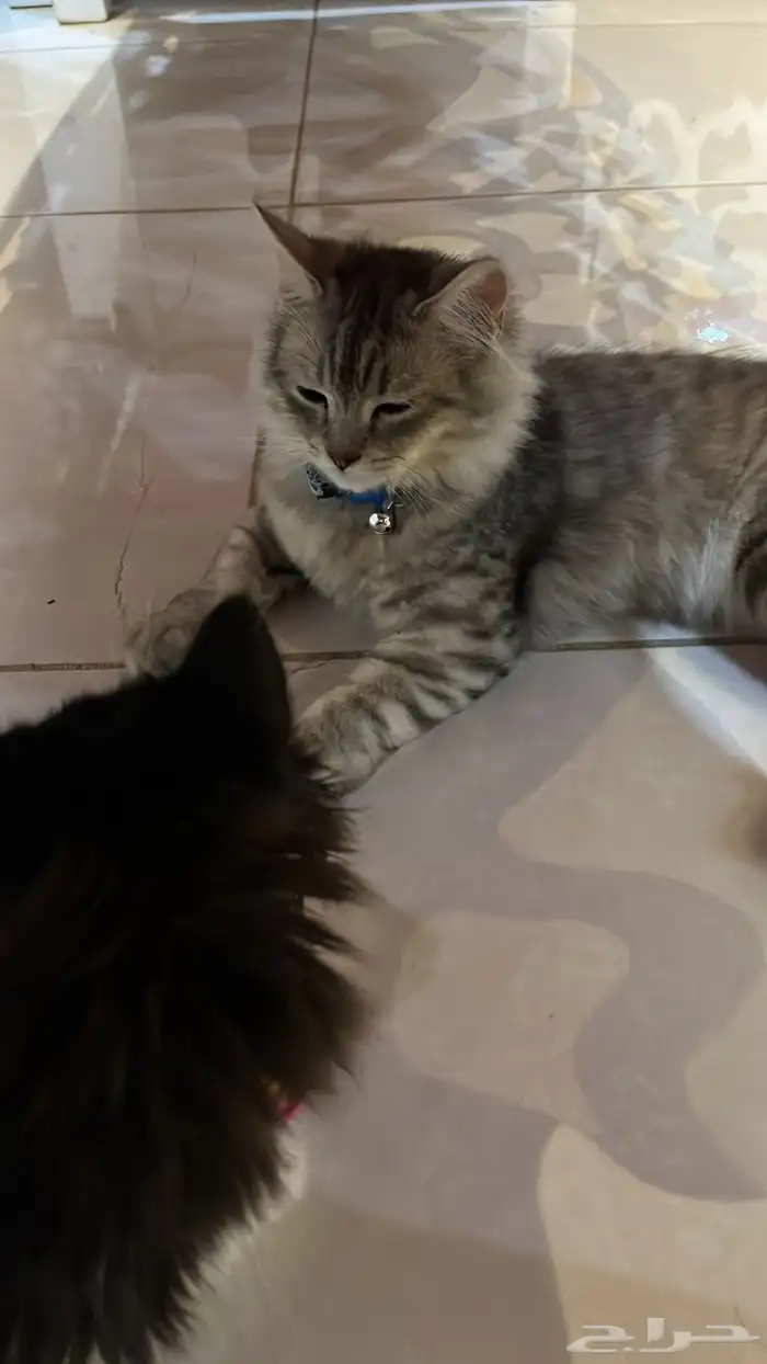قططط 0