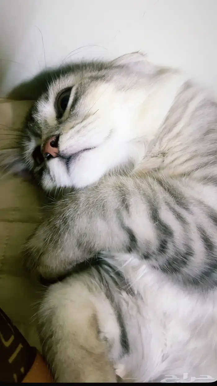 قططط 1