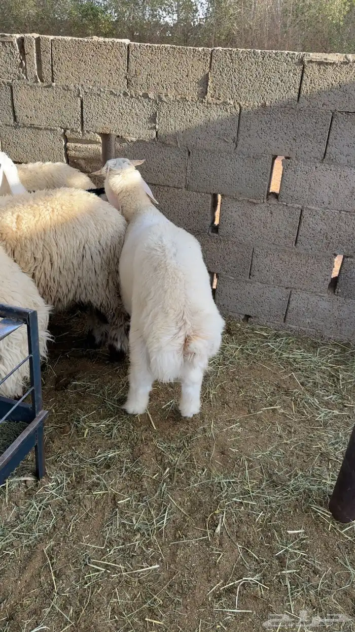 نعيم 2