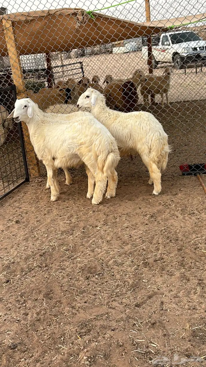 ذبايح نعيمي ذبائح حري سواكني ذبح وتوصيل 4