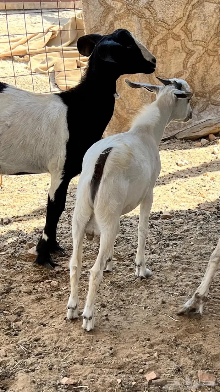 اثنين تيوس بيشيه ذبايح 1