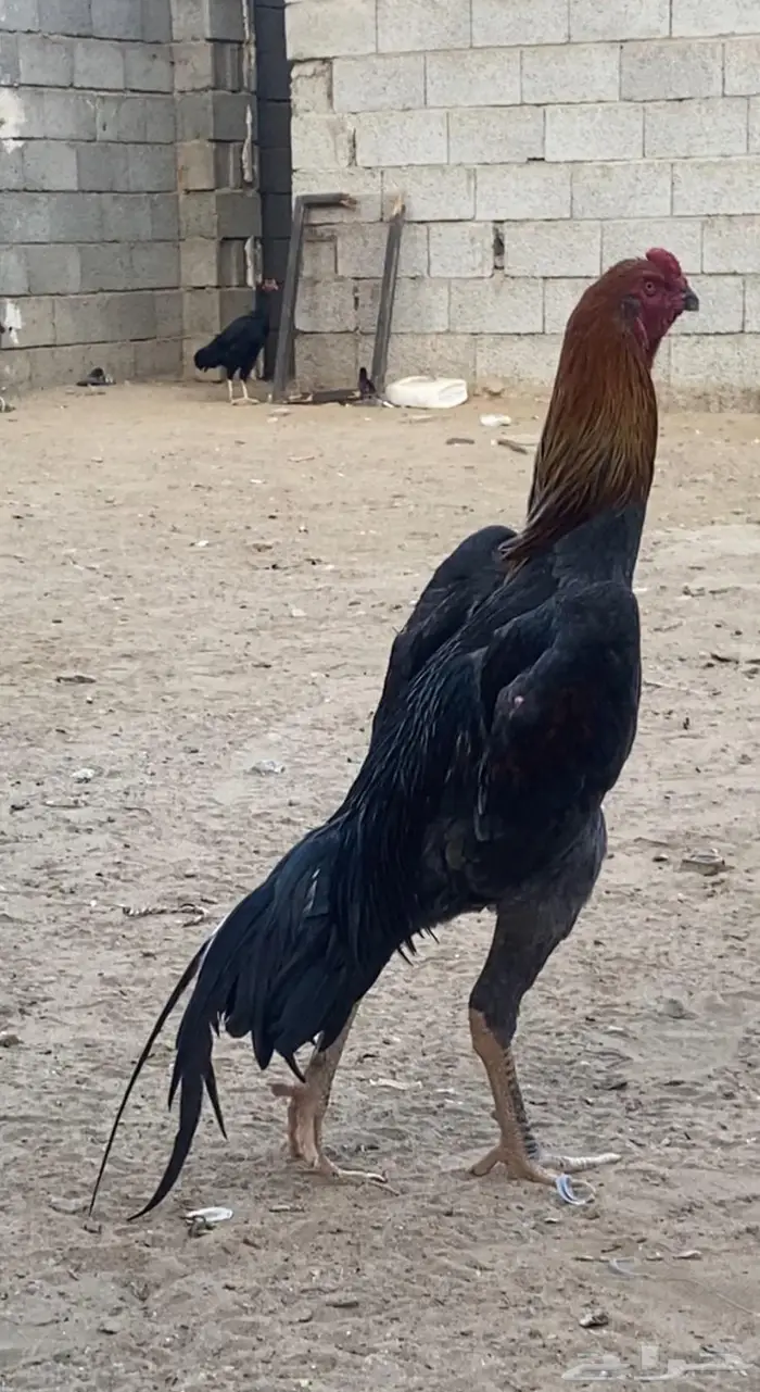 شامو الماني 3