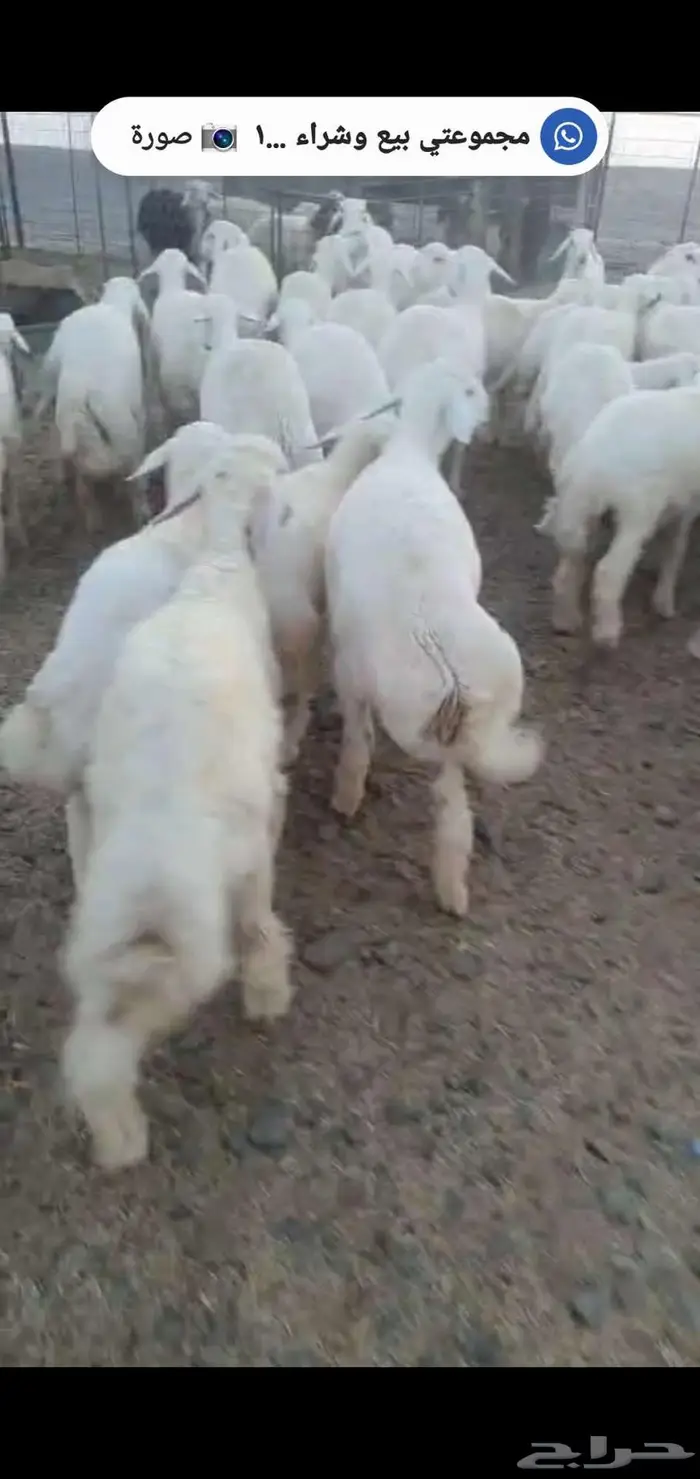 للبيع خرفان 3