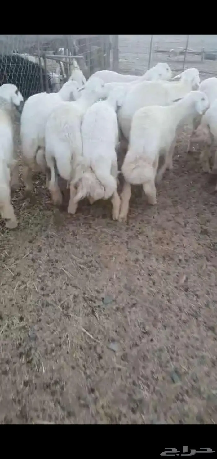 للبيع خرفان 1