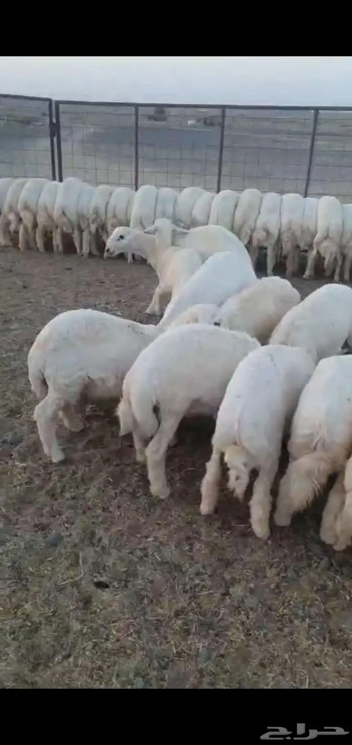 للبيع خرفان 0