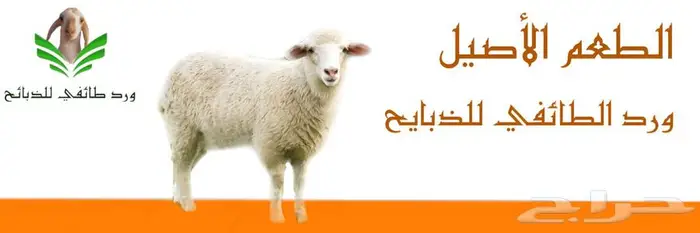 تصميم متجر اكتروني في سلة 4