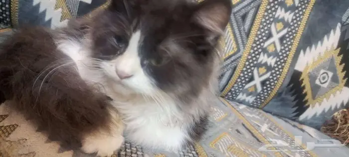 قط ضايع حي الاجواد 1