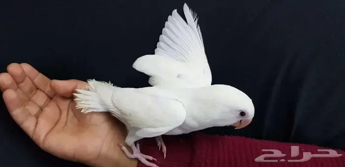 روز اليف وهدد مع الصغير والكبير 2