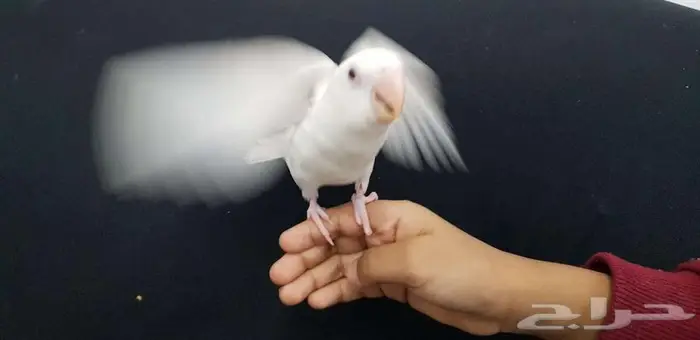 روز اليف وهدد مع الصغير والكبير 1