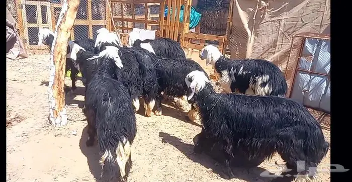 طليان نجد طيبه ذبايح وفحول لاعلي سوم 25