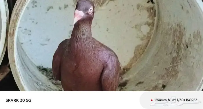 حمام سوري 0