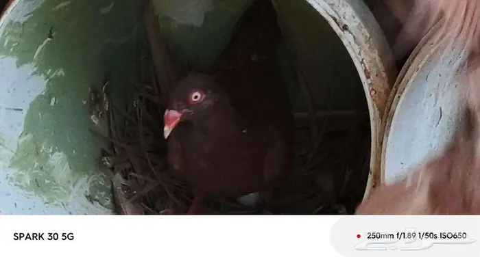 حمام سوري 5