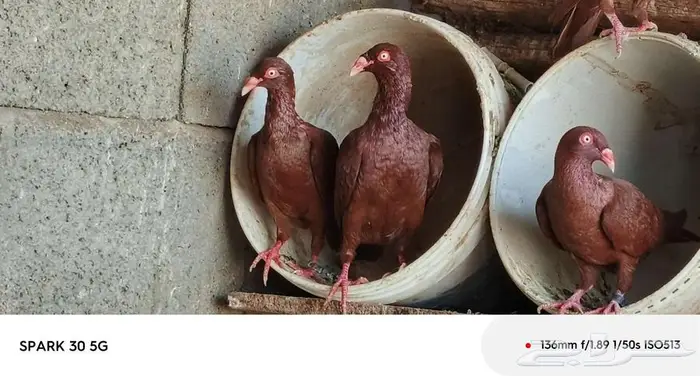 حمام سوري 12