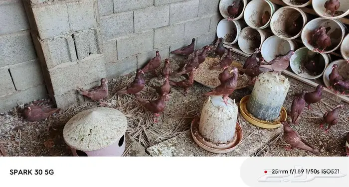 حمام سوري 3