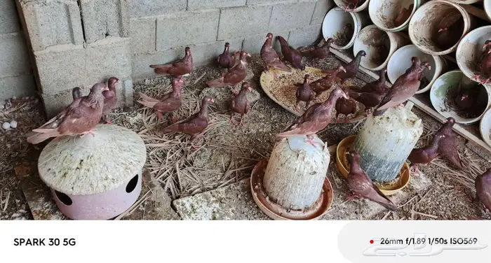 حمام سوري 2